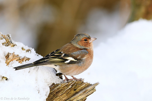 Chaffinch