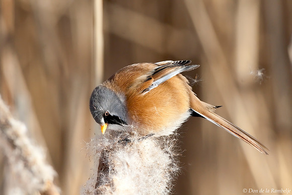 Bearded Tit