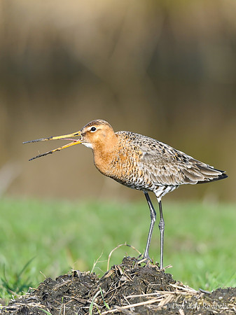Black-Tailed Godwit
