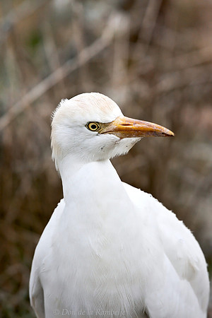 Cattle Egret