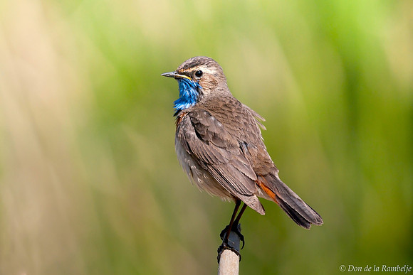 Bluethroat